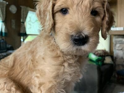 Goldendoodle F2B Girl Pansy
