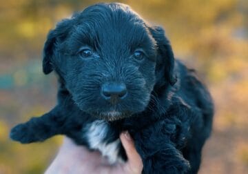 Aussiedoodle Male