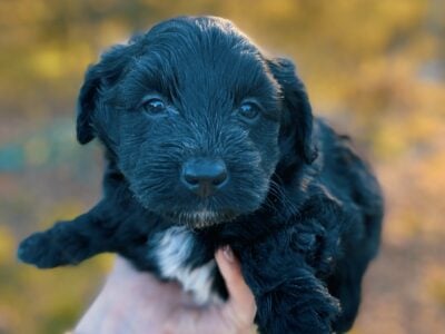 Aussiedoodle Male