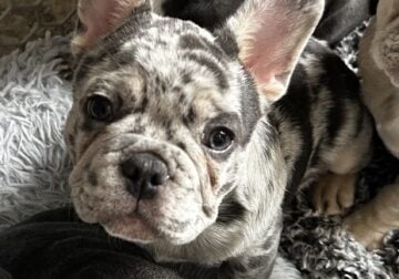 Merle french bulldog puppy
