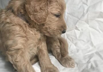 Goldendoodle F2B Girl Pansy