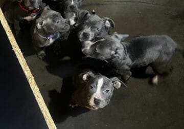BLUE AMERICAN PIT PUPPIES