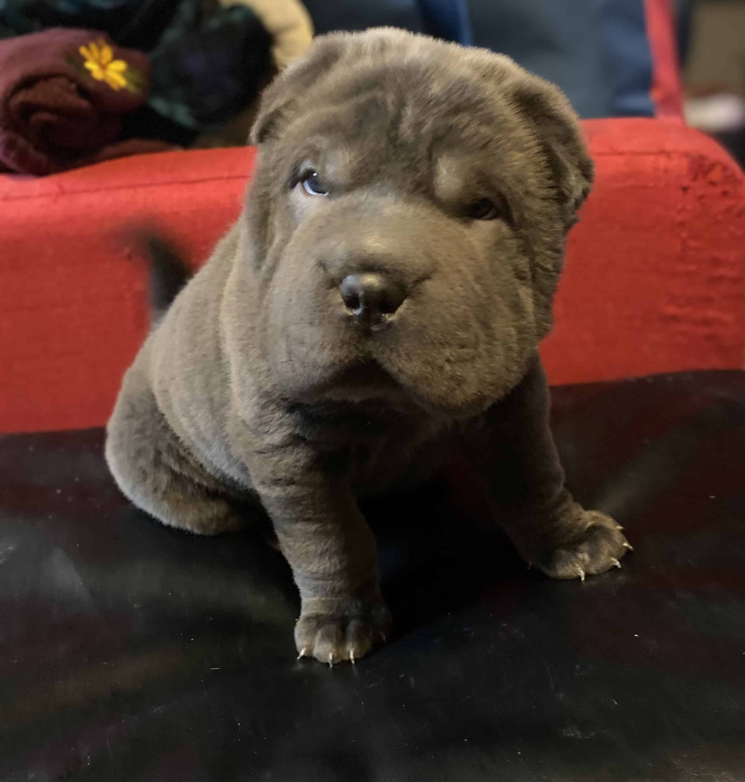 Mini bearcoat sharpei (Will deliver up to 8 ho)