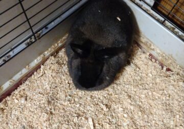 BI Bunny Rehoming with cage