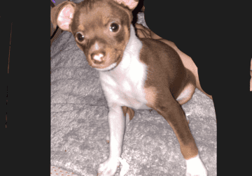 8 week old female Chihuahua