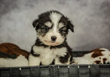 Puppies small breed