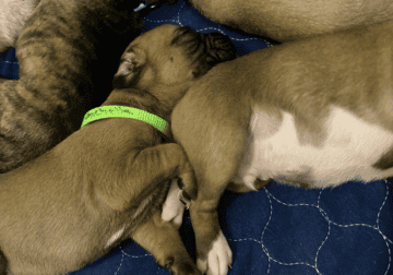 Boxer puppies
