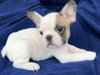 Mini French Bulldog puppy 14 weeks, AKC, DNA