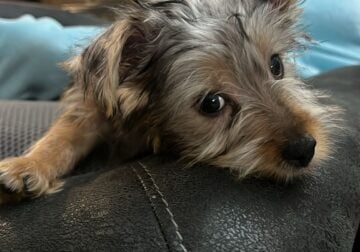 Male Baby Yorkie for sale