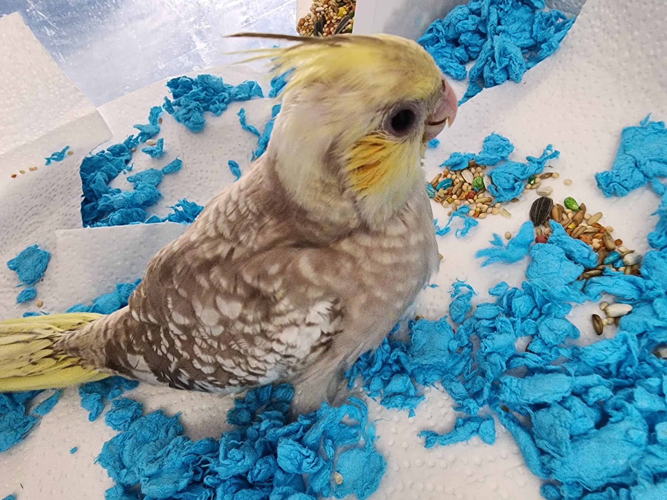 Baby cuddly hand raised from hatch day cockatiels!
