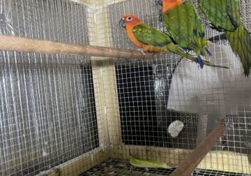 Exotic birds for sale!