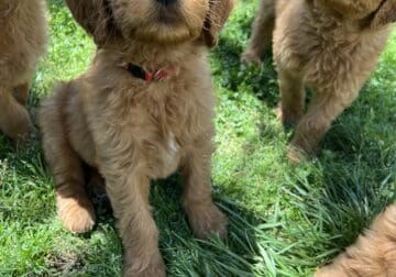 Goldendoodle male red collar