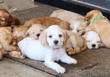 Spaniel Puppies Ready to go HOME!
