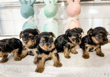 6 week old Yorkshire Terrier puppies for sale!