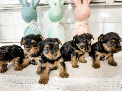 6 week old Yorkshire Terrier puppies for sale!