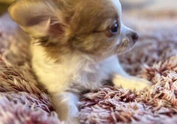 Male longhair chihuahua puppy-Teddy (pup-3)