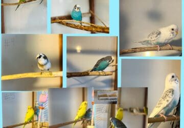 Parakeets/budgies
