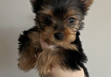 Babyface purebred teacup Yorkie female puppy
