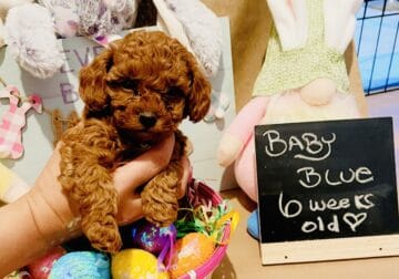 Miniature Poodles ready by Easter!