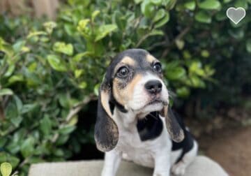 Baby girl beagle