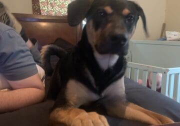 9 month old dog/puppy named carnage lab& corgi mix