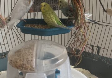 Parakeets bonded