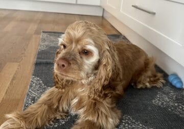 1 year old American Cocker Spaniel for Sale