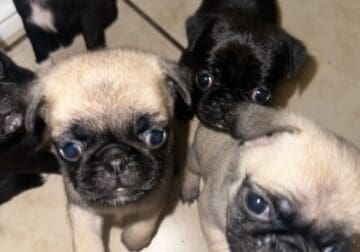 Pug puppies for Sale