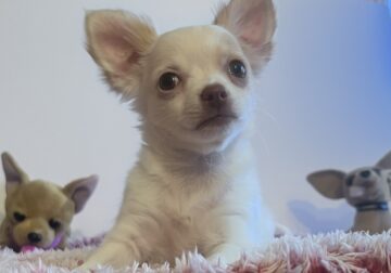 Female longhair chihuahua-Jazzy(pup-2)