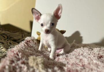 Male shorthair chihuahua puppy-Buddy (pup-4)