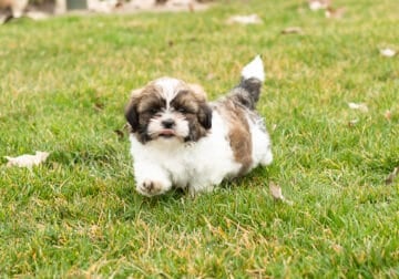 AKC Shih Tzu male puppy Indiana (Buster)