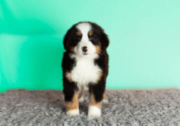 AKC Bernese mountain puppy indiana (Brownie)