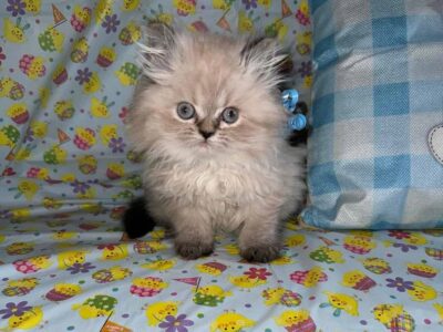 Mississippi Persian Kittens