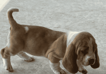 Basset hound puppies