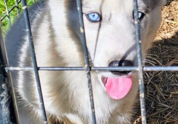 CKC Registered Siberian Husky Puppies