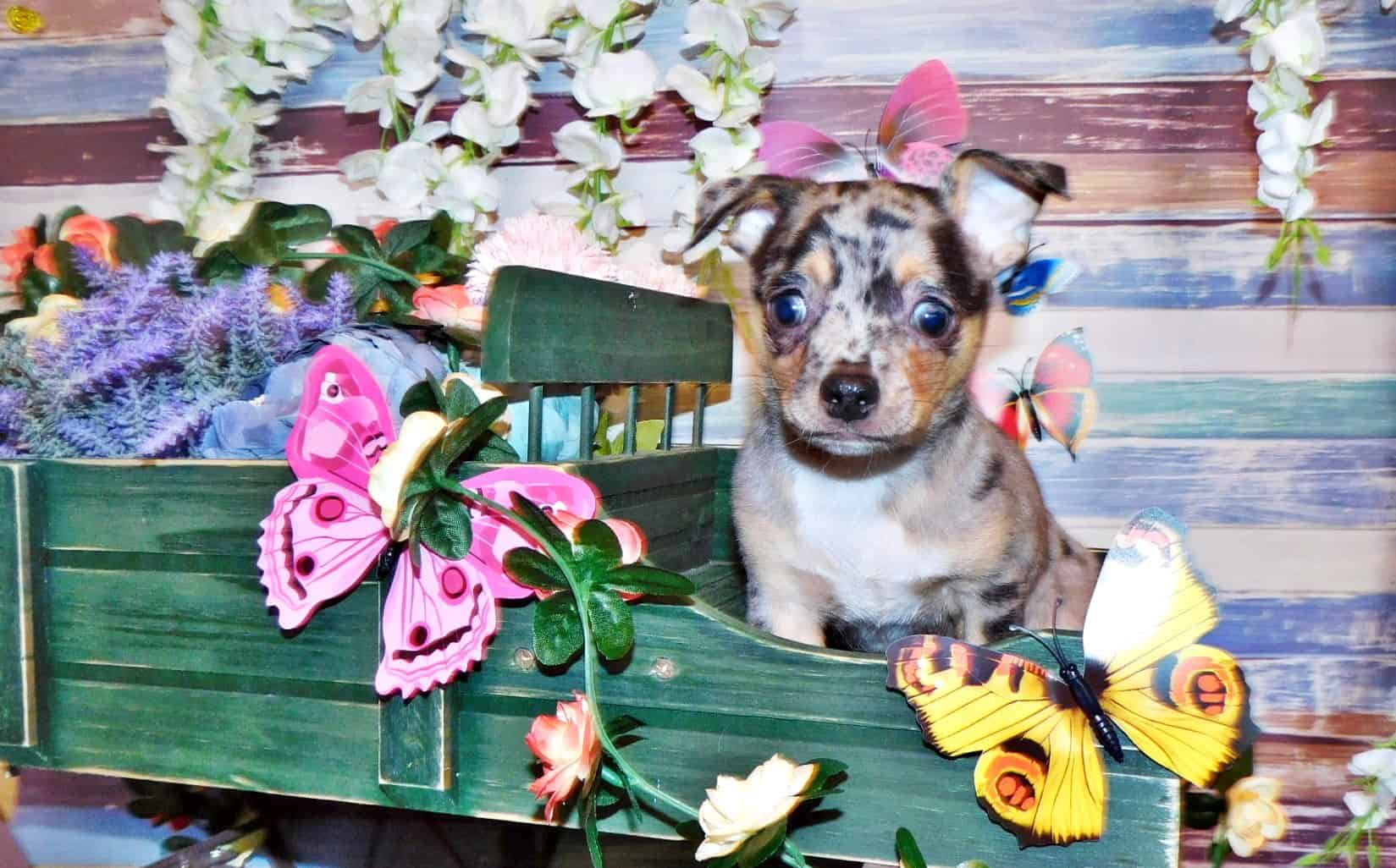 Prince – Bubbly and Outgoing Black/Tan Merle Baby