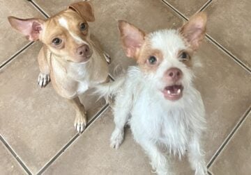 Rehoming two Chihuahua-Terrier Mix in Pasadena, TX