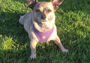 Chiweenie to rehome
