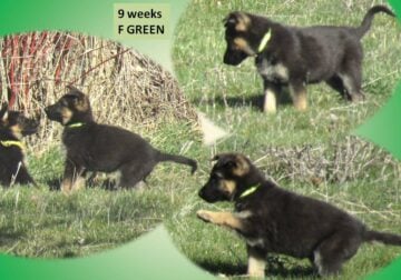 AKC Blk/Tan female German Shepherd puppies