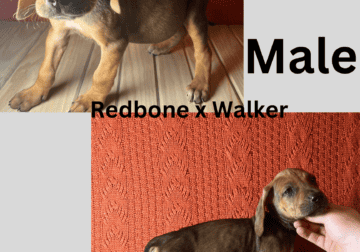 Redbone /Walker coonhound mix