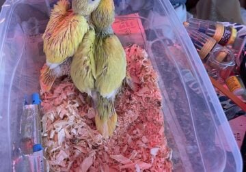Exotic birds and parrots for sale