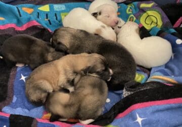 Great Pyrenees Mix Puppies