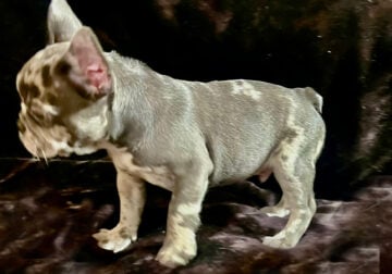 French bulldog (Merle)