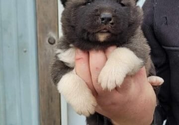 Beautiful Akita puppy for sale.