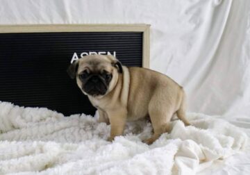 AKC Pug Puppies Available Now!
