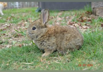 Flemish giant bunny for sale