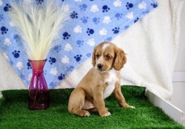 Adorable Cockapoo Puppies Available Now