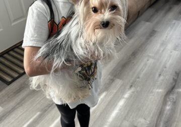 Toy Male Yorkie 13 months old