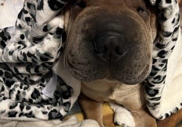 Sharpei for rehoming