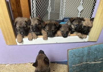 German Shepard Pups Available